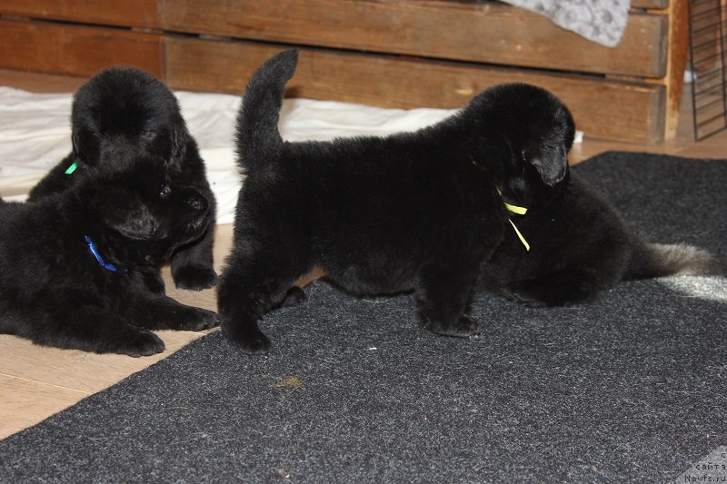 Фотография № 204938