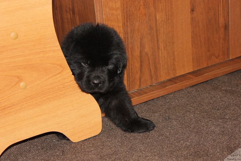 Фотография № 204940