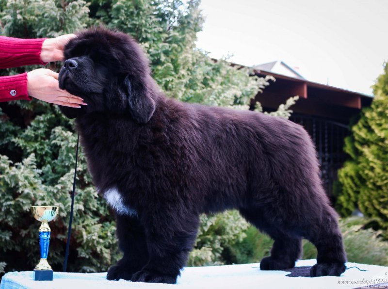 Фотография № 204942