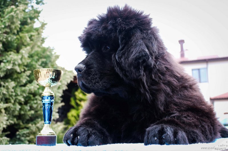 Фотография № 204945