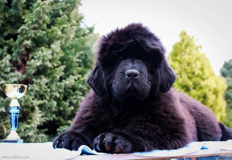 Фотография № 204946