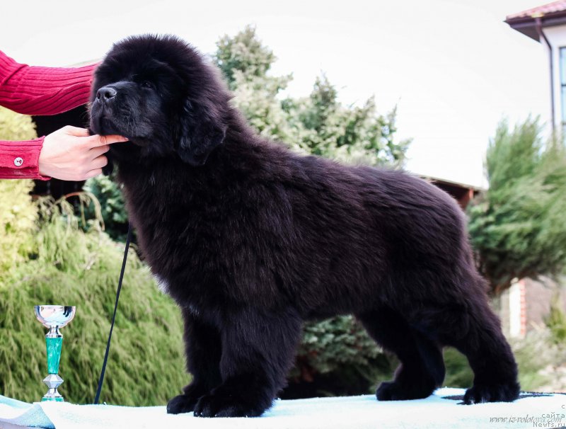 Фотография № 204948