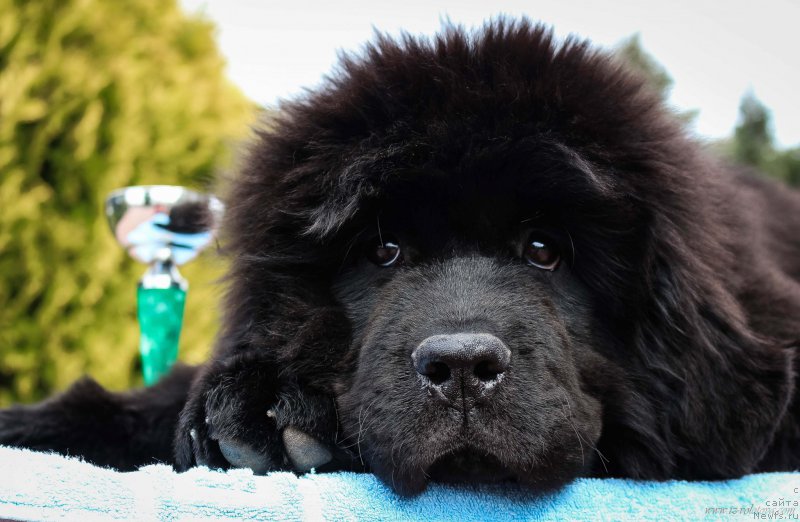 Фотография № 204951