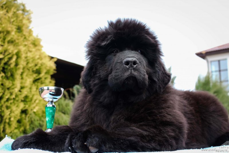 Фотография № 204952