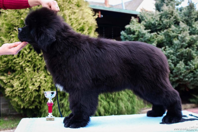 Фотография № 204953