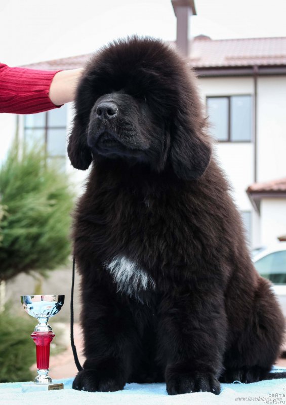 Фотография № 204956