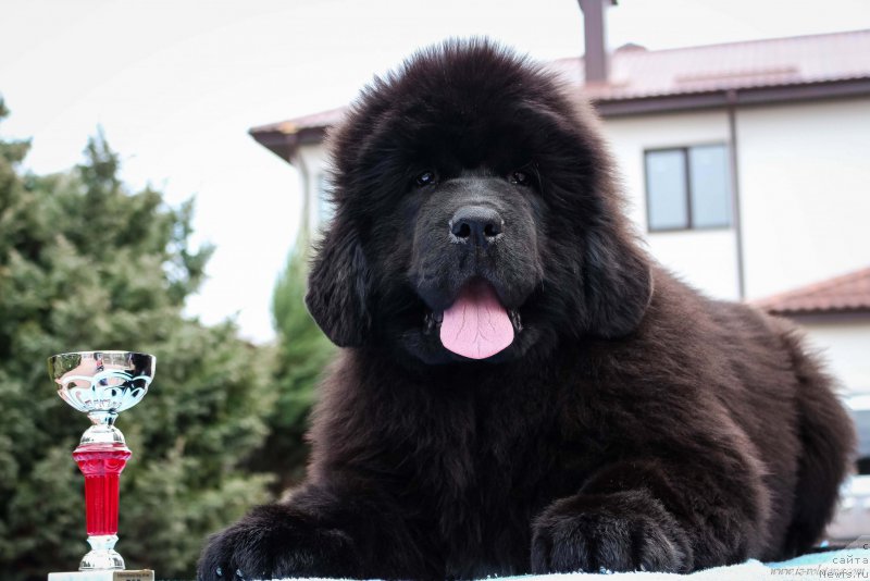 Фотография № 204957