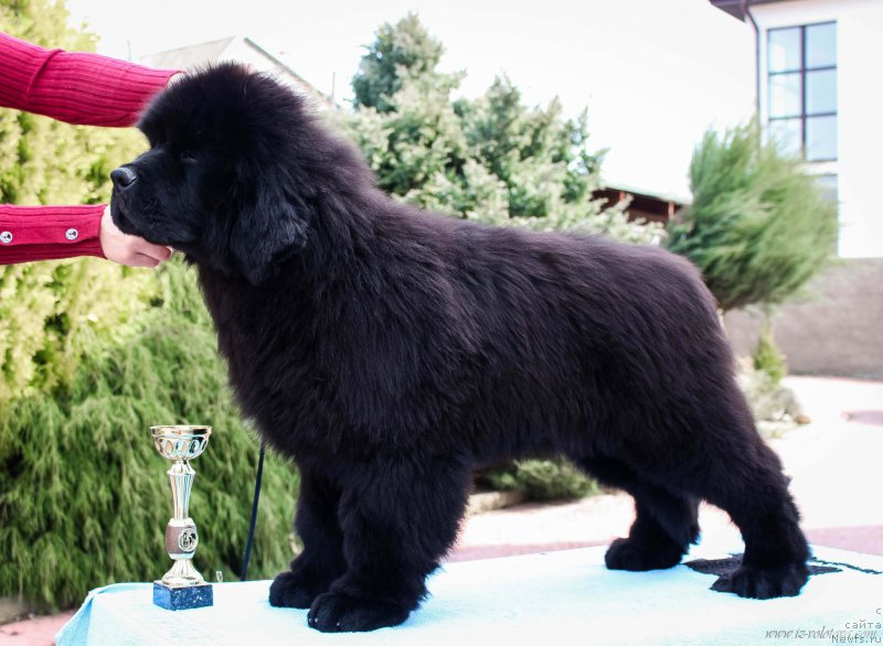 Фотография № 204959