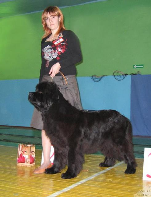 Фото: ньюфаундленд Дикая Орхидея от Сибирского Медведя (Dikaya Orchidea ot Sibirskogo Medvedja)