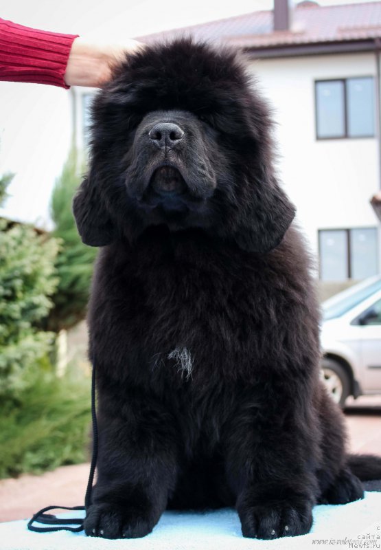 Фотография № 204961