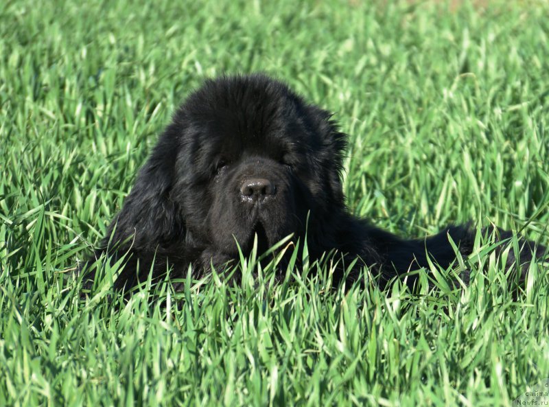Фото: ньюфаундленд Чарующий Чезарио (Charuyuschiy Chezario)