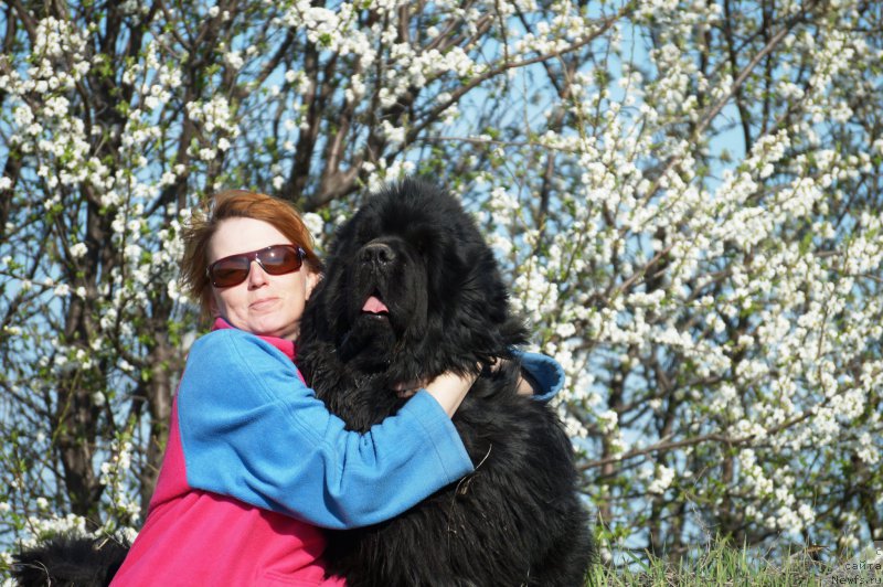 Фото: ньюфаундленд Чарующий Чезарио (Charuyuschiy Chezario), Елена Кирпа