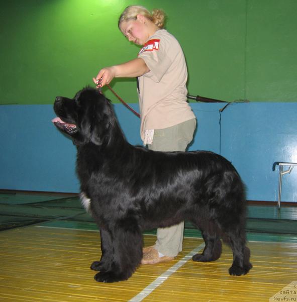 Фото: ньюфаундленд Индиана Джуна из Тихого Омута (Indiana Dzhuna iz Tihogo Omuta)