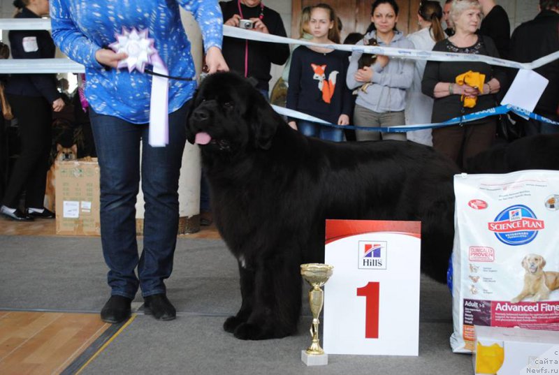 Фото: ньюфаундленд Плюшевая Панда Удивительная Кейт (Plushevaya Panda Udivitelnaja Kejt)