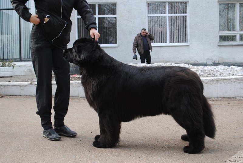 Фото: ньюфаундленд Плюшевая Панда Удивительная Кейт (Plushevaya Panda Udivitelnaja Kejt)