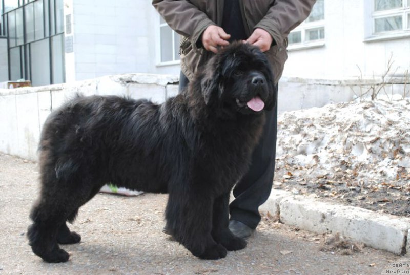 Фото: ньюфаундленд Акватория Келвин Есения (Aquatoriya Kelvin Eseniya)