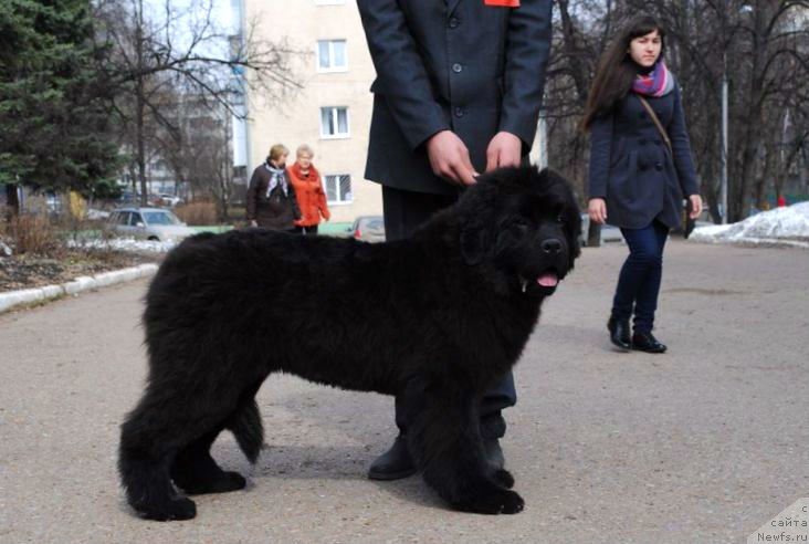 Фото: ньюфаундленд Олл Райт из Антаграда (All Right is Antagrada)