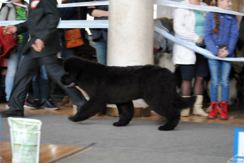 Фото: ньюфаундленд Олл Райт из Антаграда (All Right is Antagrada)