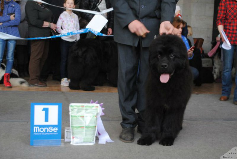 Фото: ньюфаундленд Олл Райт из Антаграда (All Right is Antagrada)