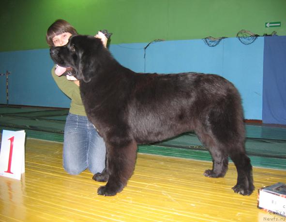 Фото: ньюфаундленд Любимая Моя с Берега Дона (Lubimaya Moya s Berega Dona)