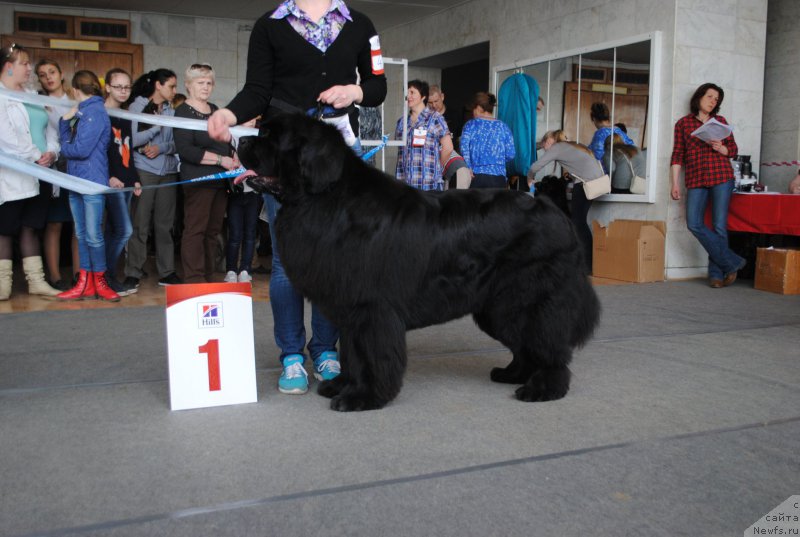 Фото: ньюфаундленд Ньюфорт Шум Прибоя