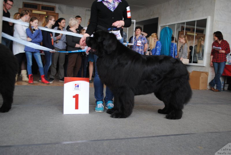 Фото: ньюфаундленд Ньюфорт Шум Прибоя