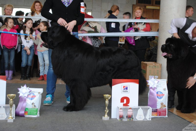 Фото: ньюфаундленд Ньюфорт Шум Прибоя