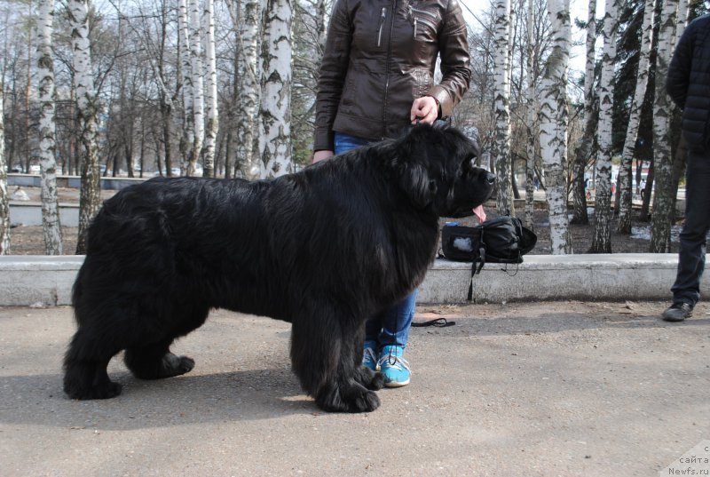 Фото: ньюфаундленд Ньюфорт Шум Прибоя
