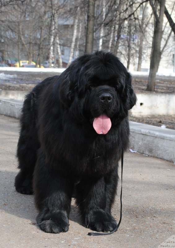 Фото: ньюфаундленд Ньюфорт Шум Прибоя