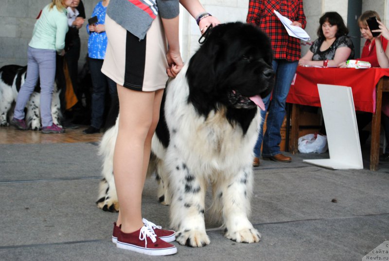 Фото: ньюфаундленд Кипер Соул Ноу Даут Бэст (Keeper Soul Nou Daut Best)