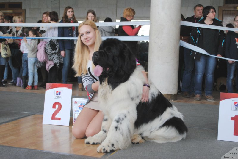 Фото: ньюфаундленд Кипер Соул Ноу Даут Бэст (Keeper Soul Nou Daut Best)