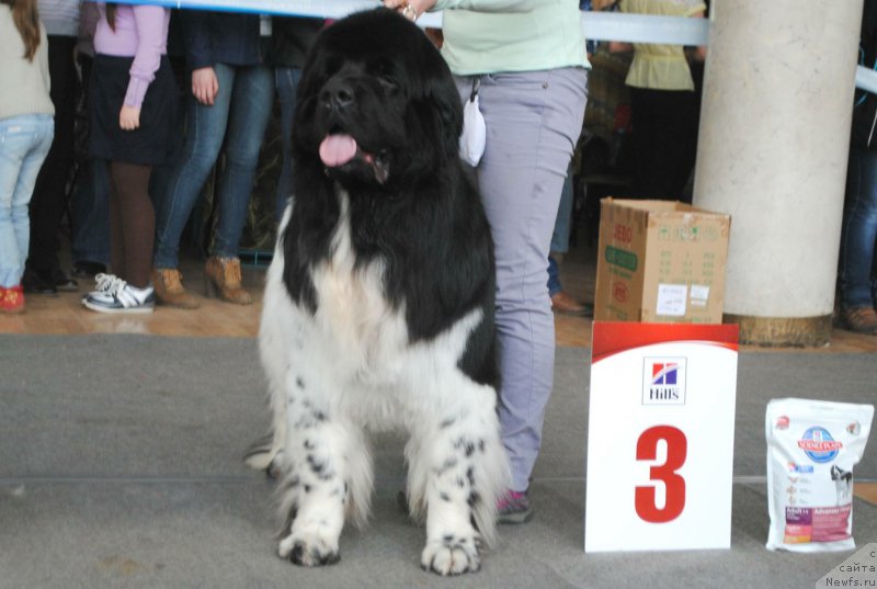 Фото: ньюфаундленд Плюшевая Панда Ферреро Ронд Нуар (Plushevaya Panda Ferrero Rond Noir)