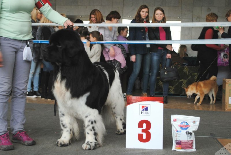 Фото: ньюфаундленд Плюшевая Панда Ферреро Ронд Нуар (Plushevaya Panda Ferrero Rond Noir)