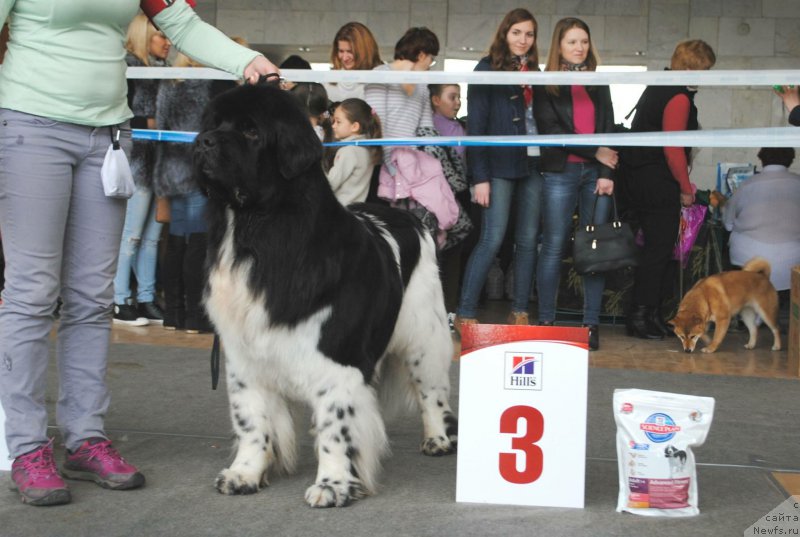 Фото: ньюфаундленд Плюшевая Панда Ферреро Ронд Нуар (Plushevaya Panda Ferrero Rond Noir)