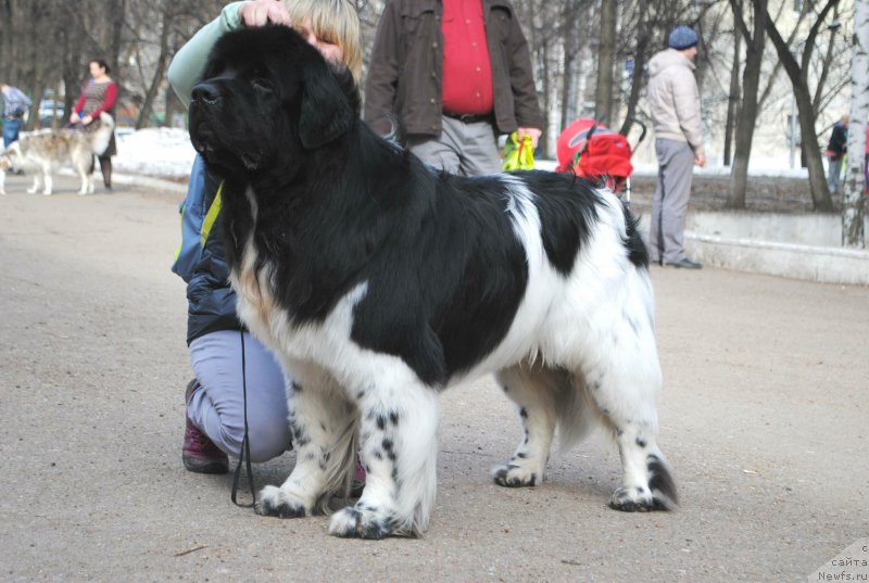 Фото: ньюфаундленд Плюшевая Панда Ферреро Ронд Нуар (Plushevaya Panda Ferrero Rond Noir)