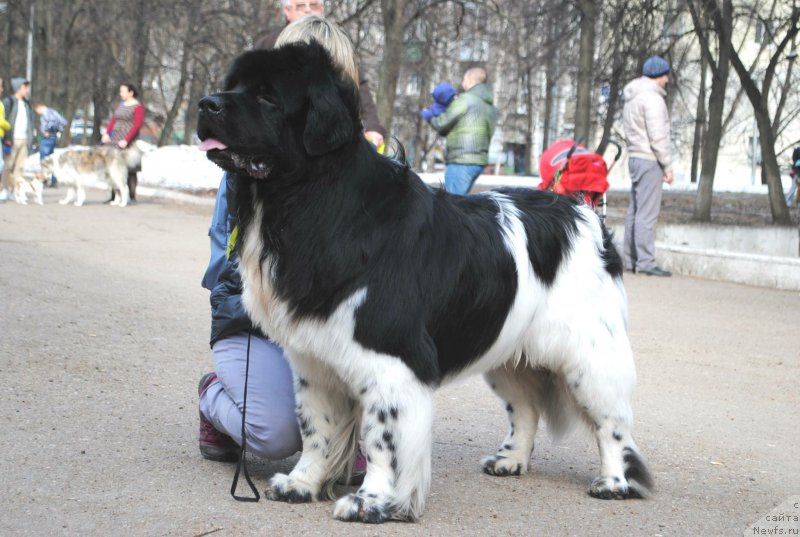Фото: ньюфаундленд Плюшевая Панда Ферреро Ронд Нуар (Plushevaya Panda Ferrero Rond Noir)