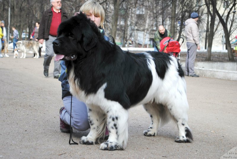 Фото: ньюфаундленд Плюшевая Панда Ферреро Ронд Нуар (Plushevaya Panda Ferrero Rond Noir)