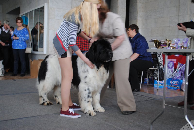 Фото: ньюфаундленд Кипер Соул Ноу Даут Бэст (Keeper Soul Nou Daut Best)