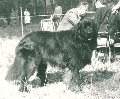 Фото: ньюфаундленд Кардинал