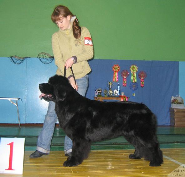 Фото: ньюфаундленд Росинка Искрящаяся от Сибирского Медведя