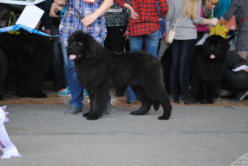 Фото: ньюфаундленд Туз Энд Нэйл (Tuz End Neyl)