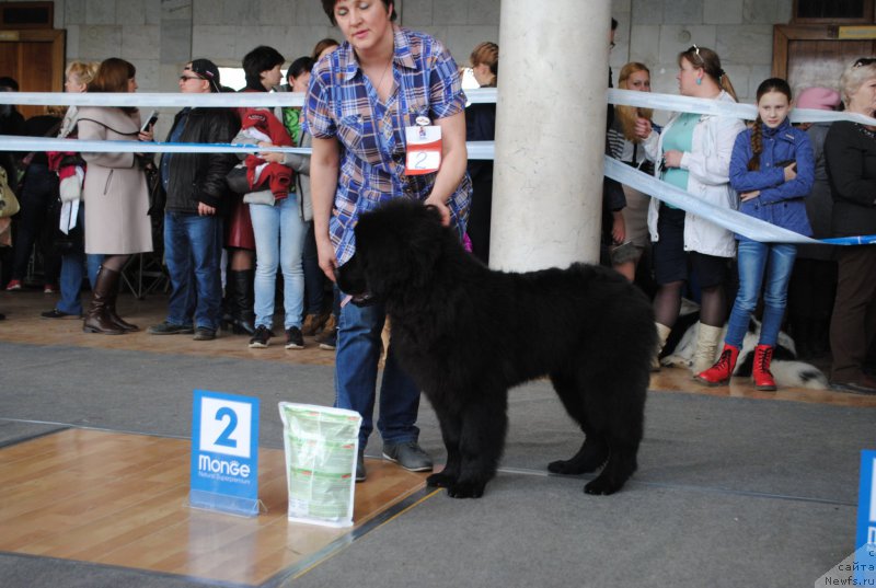 Фото: ньюфаундленд Туз Энд Нэйл (Tuz End Neyl)