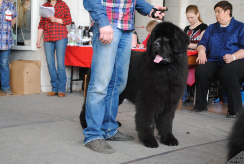 Фото: ньюфаундленд Черный Шарм Джонни Депп