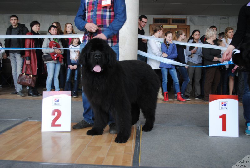 Фото: ньюфаундленд Черный Шарм Джонни Депп