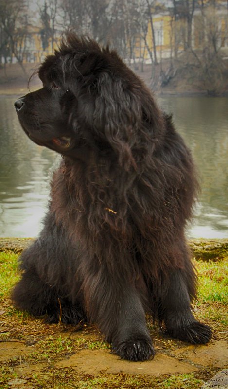 Фото: ньюфаундленд Фанньюф Граф Де Ла Фер