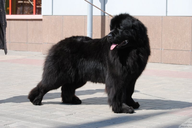 Фотография № 205008