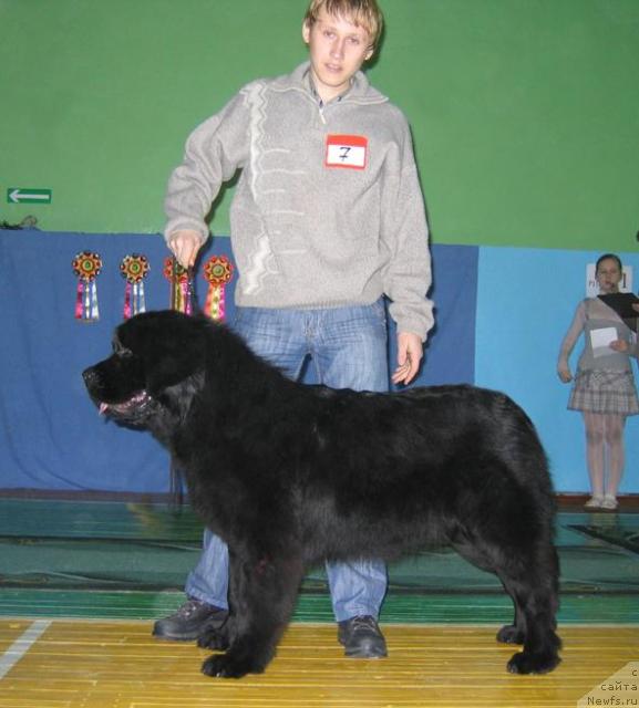 Фото: ньюфаундленд Солнечная Серенада от Сибирского Медведя