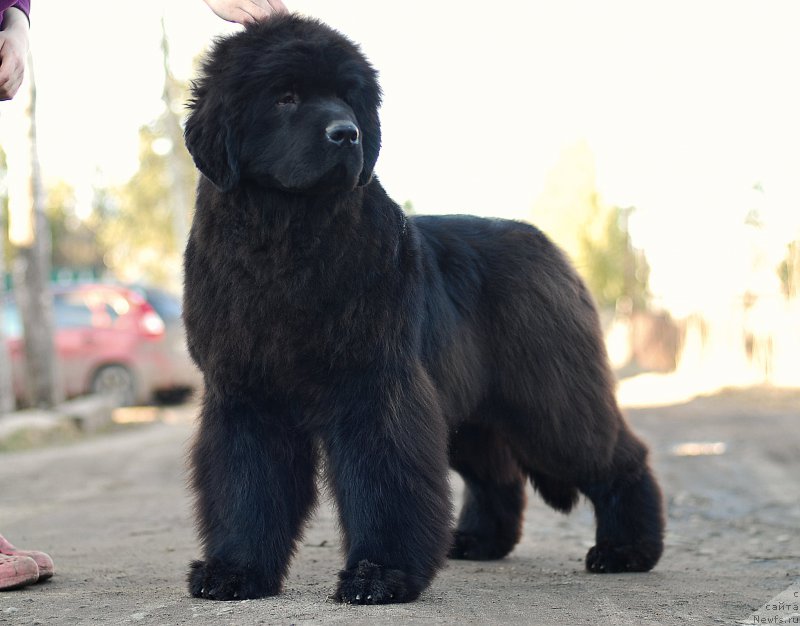 Фотография № 205012