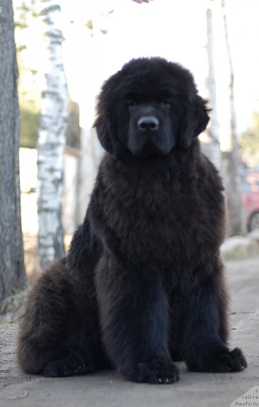 Фотография № 205013