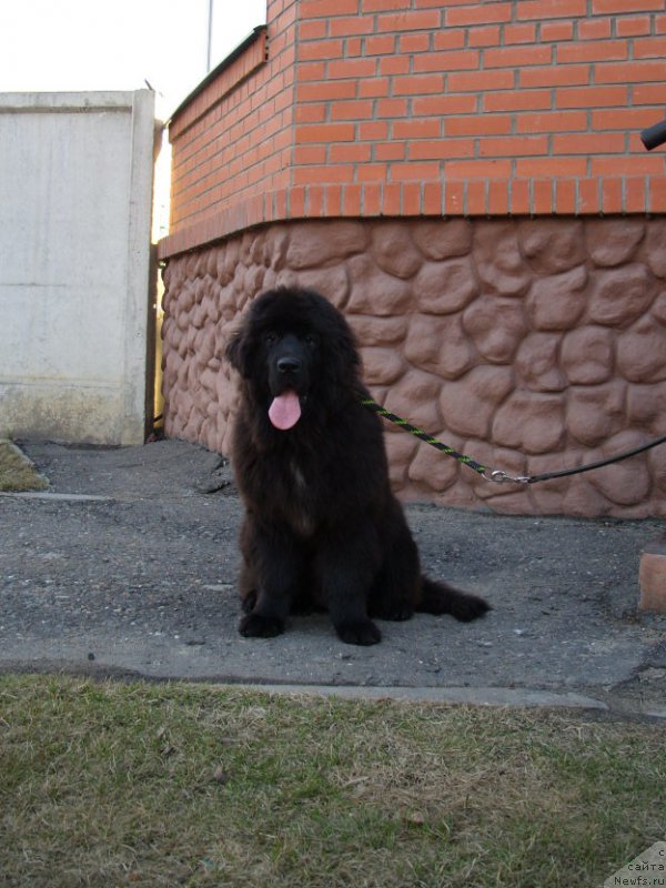 Фото: ньюфаундленд Экселент Бьюти
